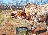 Texas Longhorn_32934